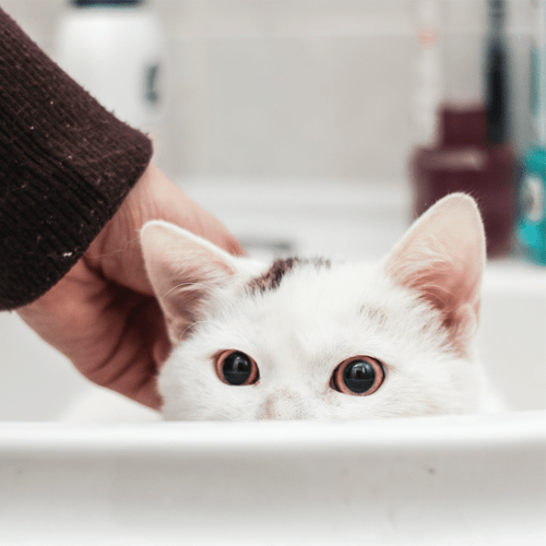 cat-adoption